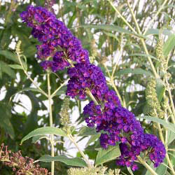 Butterfly Bush
